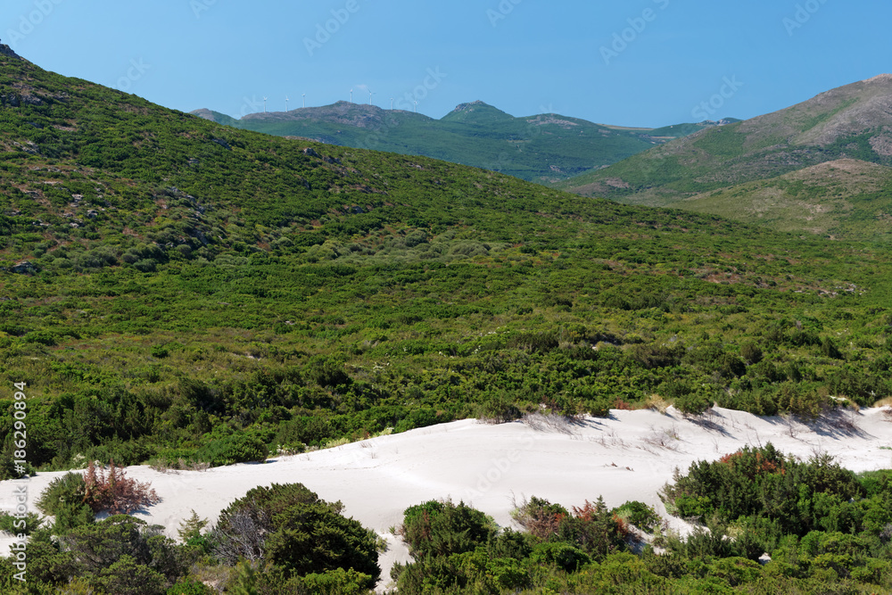 Naklejka premium Sand dunes and scrub in the corsica cape