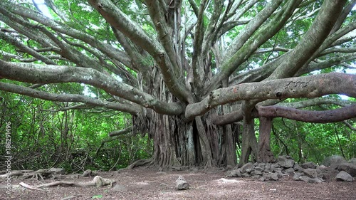 Tourist on Pipiwai Trail with the big Banyan tree. Haleakala NP, Maui, Hawaii, USA photo