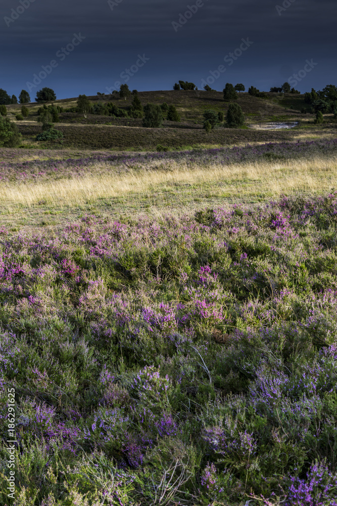 Fototapeta premium summer in german Heath