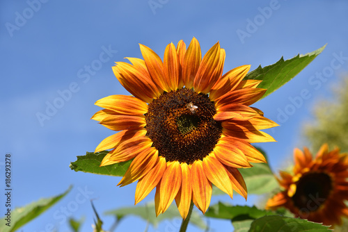 Tournesol jaune orang   au jardin en   t  