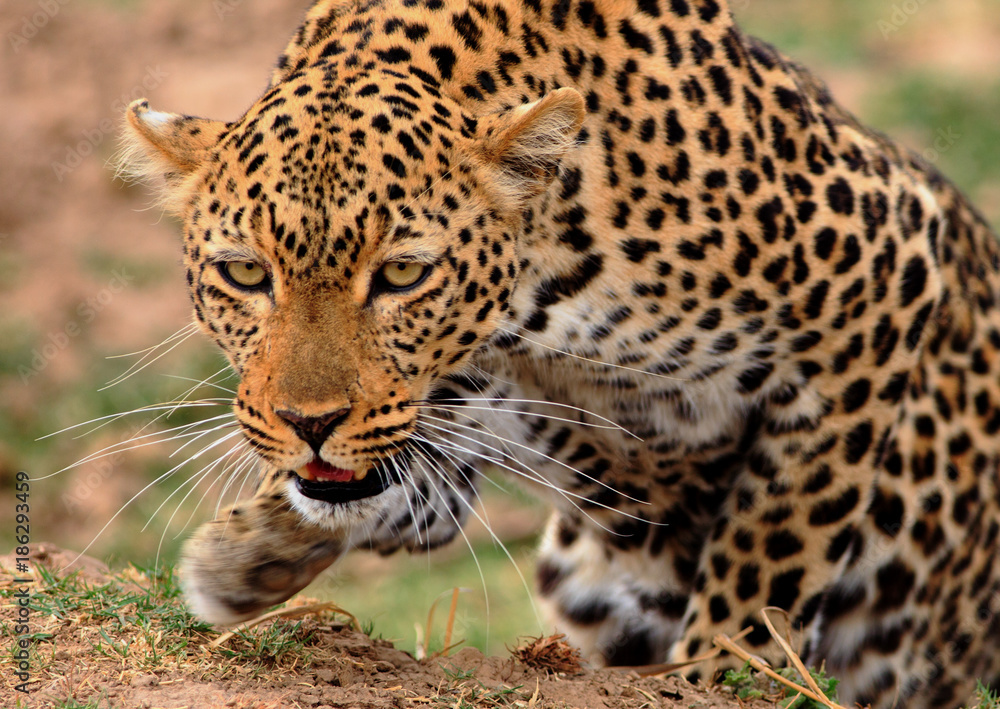 African Leopard (Panthera Pardus) in hunting mode, with front paw elevated  and crouching down getting ready to pounce. South Luangwa National Park,  Zambia Stock Photo | Adobe Stock