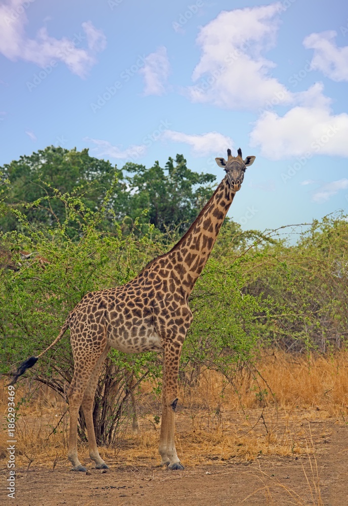 A solitary Giraffe stands looking ahead with a natural bush background in South Luangwa National Park, Zambia A solitary Giraffe stands looking ahead with a natural bush background in South Luangwa National Park, Zambia