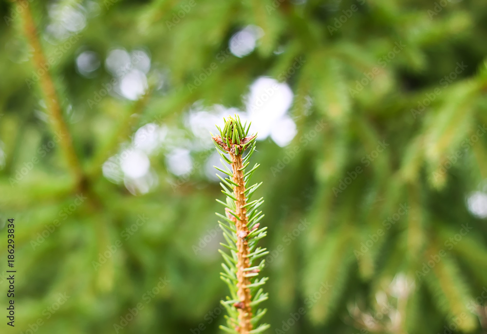 Obraz premium Green prickly fluffy fir tree branch close up.