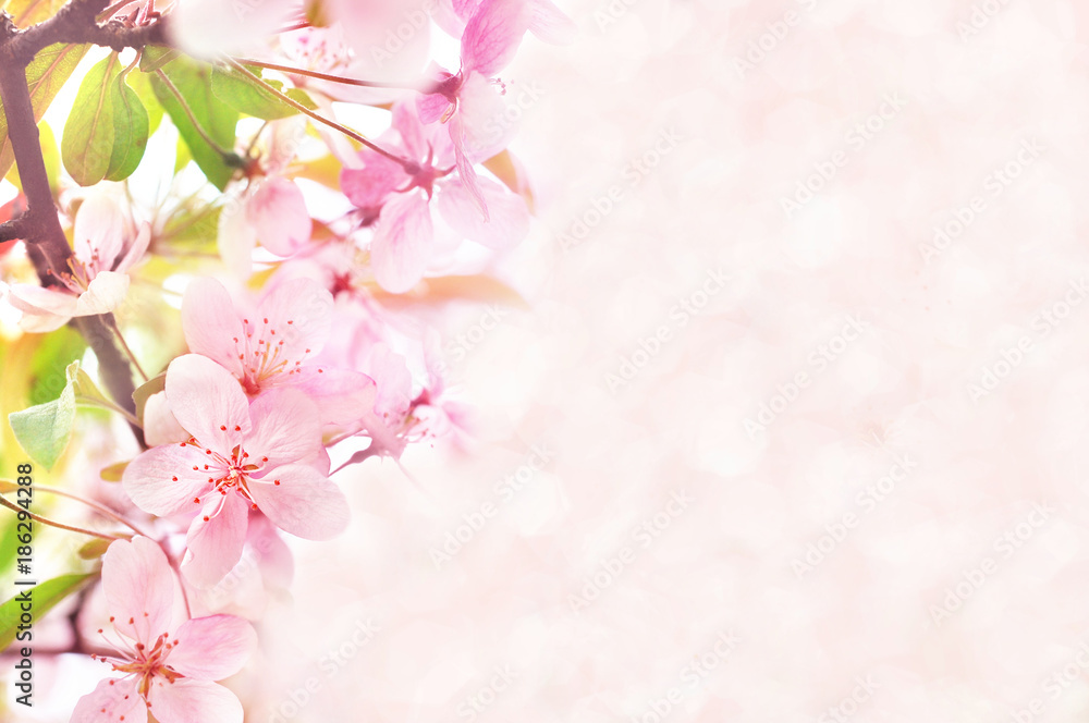 Spring blossom/springtime cherry bloom, toned, bokeh flower background, pastel and soft floral card, toned Spring blossom/springtime cherry bloom, toned, bokeh flower background, pastel and soft floral card, toned