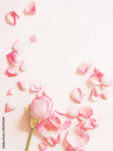 Roses and rose petals on a textured paper pink background. Background for Mother's Day, St. Valentine's Day, March 8. Top view, flat lay.