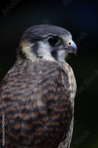 Close up of a peregrine falcon