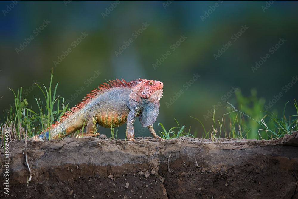 Green Iguana,Iguana iguana, adult male in threatening attitude, displays the dewlap under its neck and spines. Isolated, red form,Costa Rican iguana on the rim of river bed in its natural environment. Green Iguana,Iguana iguana, adult male in threatening attitude, displays the dewlap under its neck and spines. Isolated, red form,Costa Rican iguana on the rim of river bed in its natural environment.