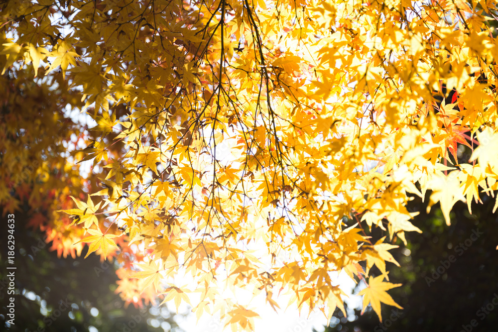 Obraz premium 紅葉