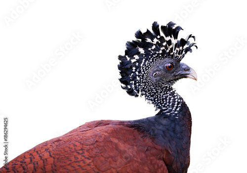 Isolated on white background, portrait of pheasant-like bird from rainforest, Great curassow, Crax rubra. Female with erected crest. Boca Tapada rainforest area, Costa Rica, Central America. photo