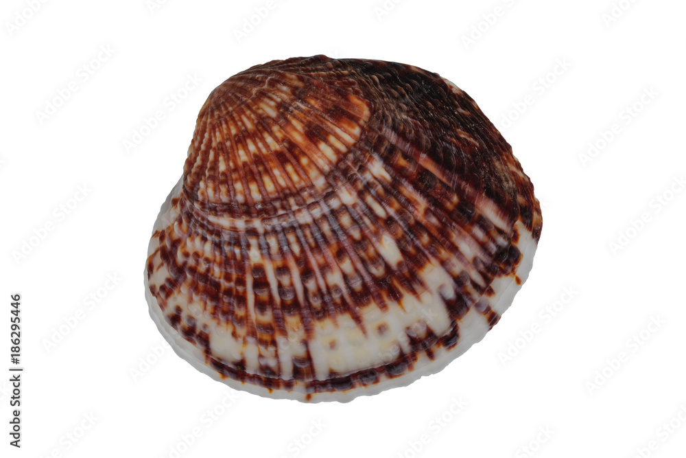 Sea shell on a white background Sea shell on a white background