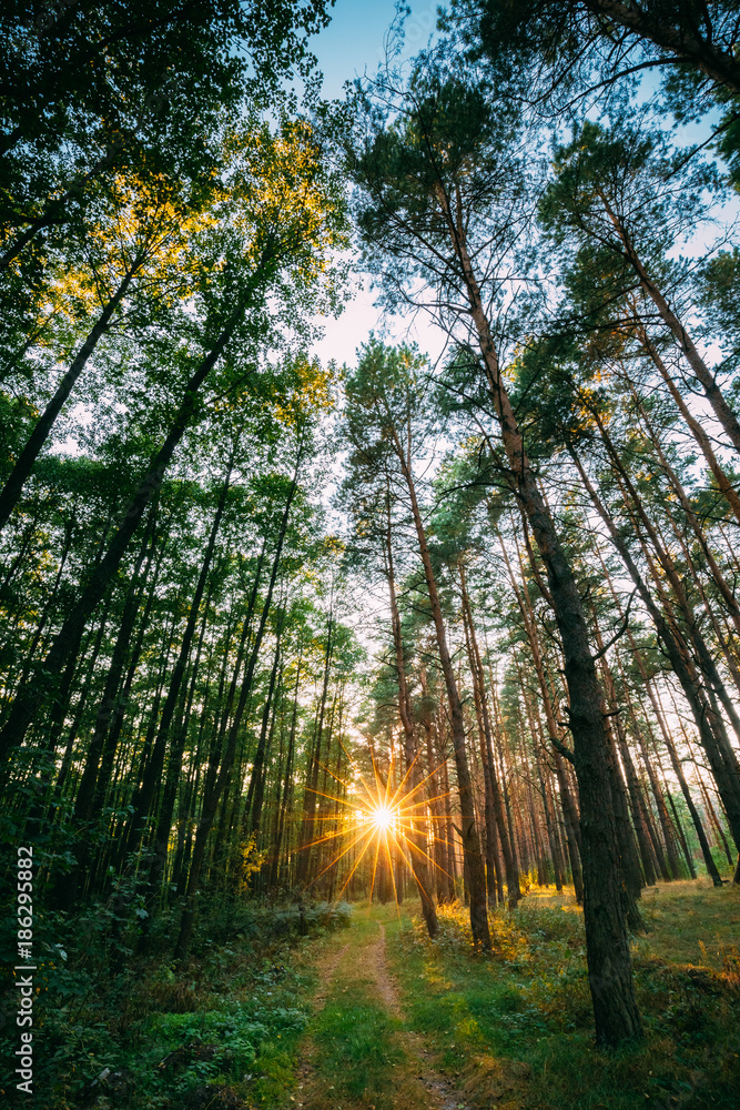 Obraz premium Sun Shining Over Forest Lane, Country Road, Path, Walkway Through