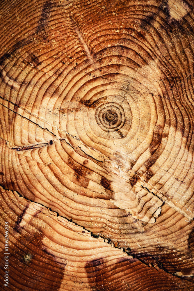 Naklejka premium detail of cut spruce wood