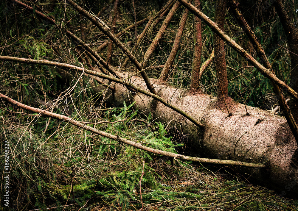 A detail of a fallen spruce after a windy storm A detail of a fallen spruce after a windy storm