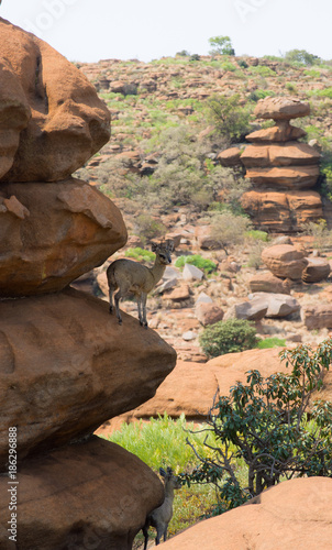 Balancing antelope Klipspringer on orange balancing rocks South Africa