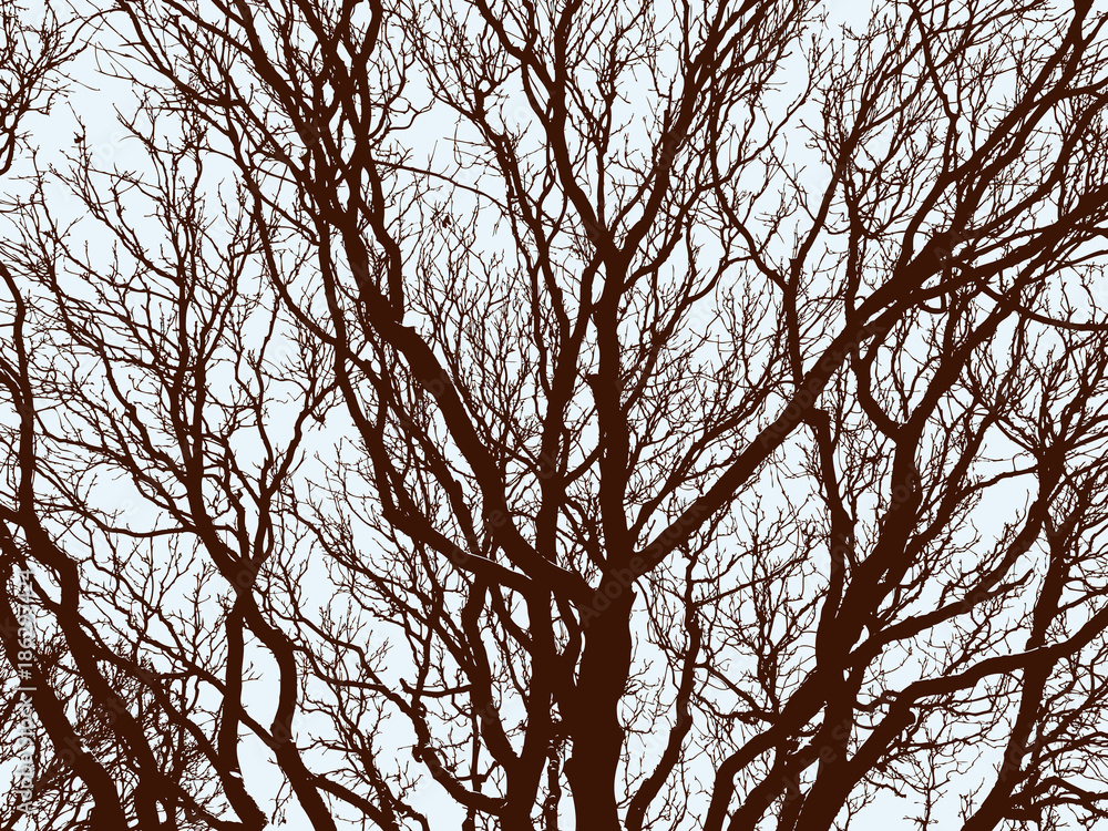 Obraz premium Branches of the deciduous trees in winter