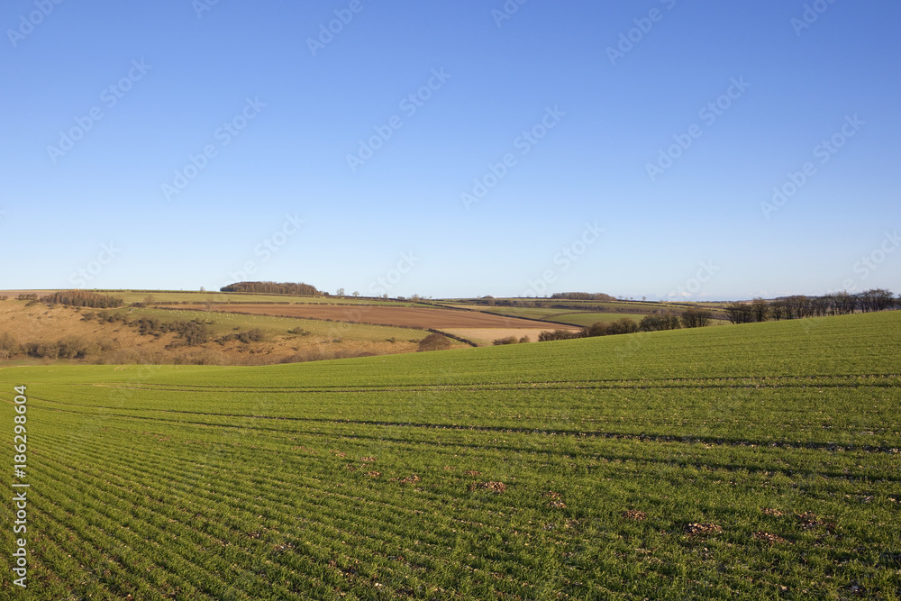yorkshire wolds wheat