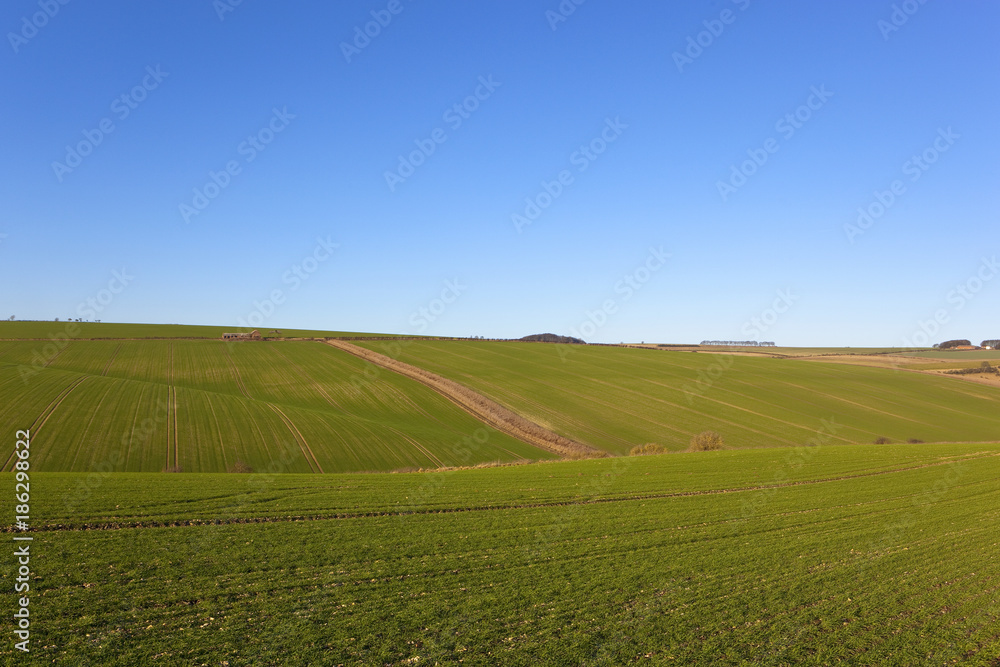 Obraz premium yorkshire wheat production