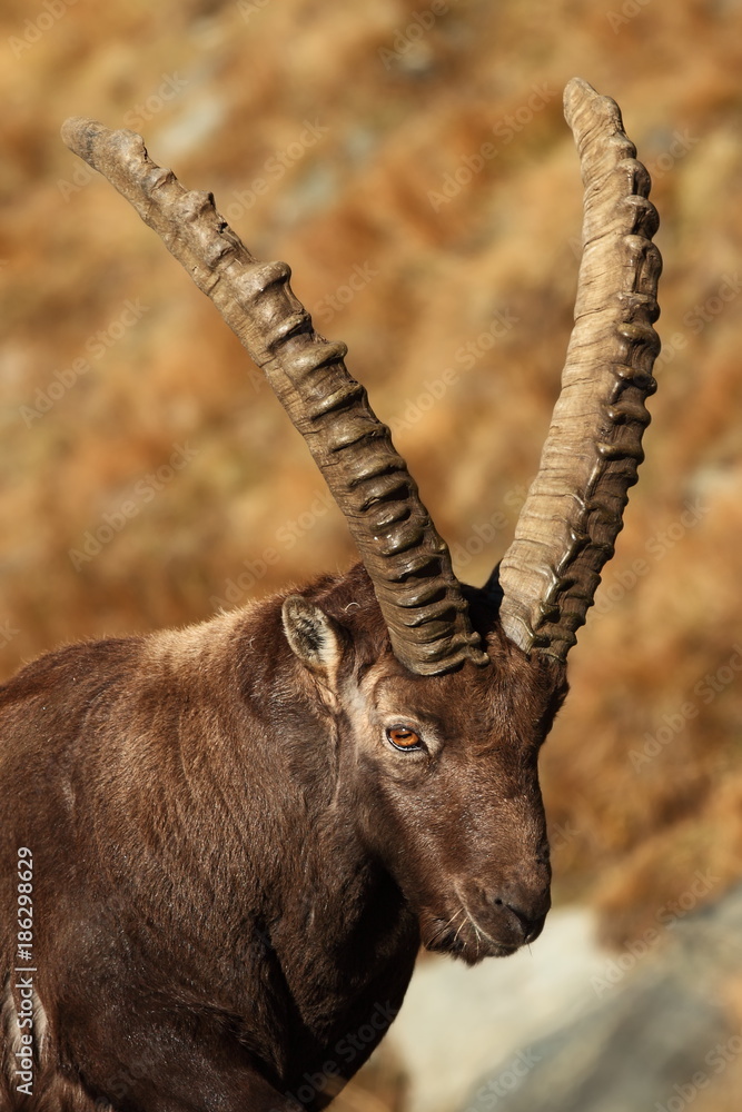 Capra ibex. Photo was taken in Italy. It is found in southern Europe, less in the Western and southern Asia and North Africa. Wildlife of Italy. Autumn in nature. Capra ibex. Photo was taken in Italy. It is found in southern Europe, less in the Western and southern Asia and North Africa. Wildlife of Italy. Autumn in nature.