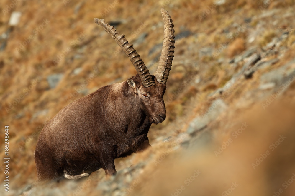 Capra ibex. Photo was taken in Italy. It is found in southern Europe, less in the Western and southern Asia and North Africa. Wildlife of Italy. Autumn in nature. Capra ibex. Photo was taken in Italy. It is found in southern Europe, less in the Western and southern Asia and North Africa. Wildlife of Italy. Autumn in nature.