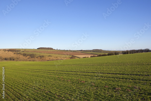 yorkshire wolds wheat © emjay smith