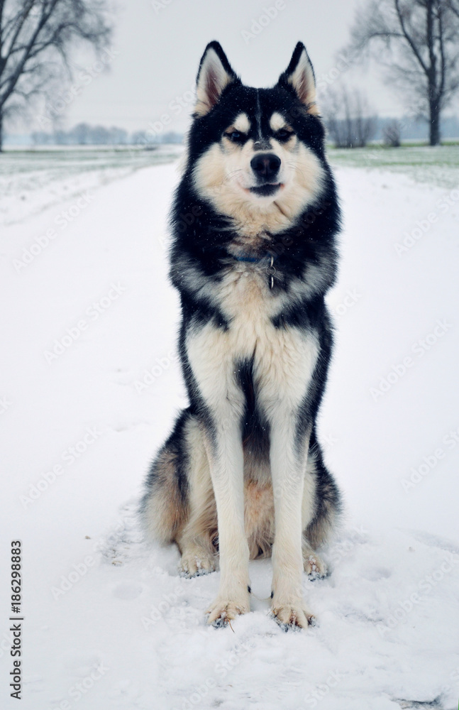 Siberian Husky sitting on a snow covered road in Bavaria, Germany