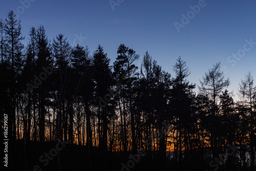 Tree silhouettes with the sunset in the background © staclu
