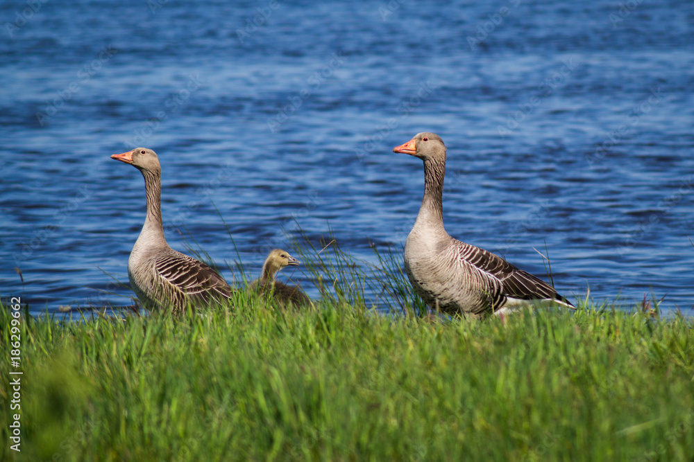 Fototapeta premium Geese Family