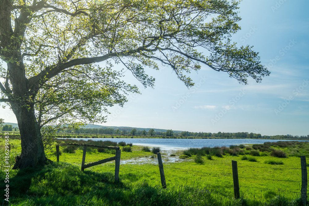 Lake and Tree