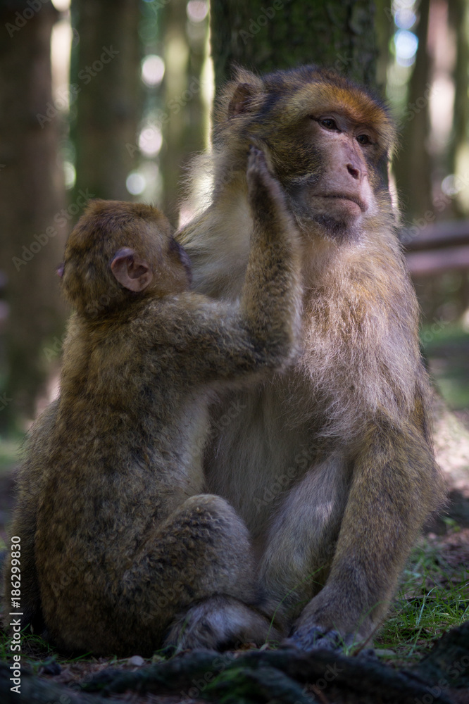 Fototapeta premium Monkey mother and child