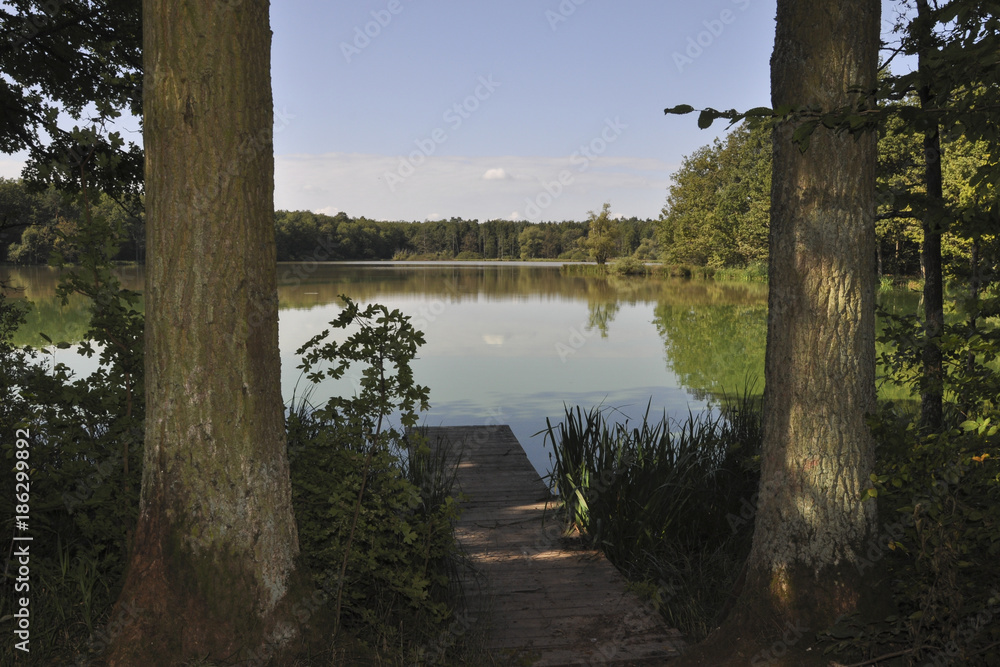 lake in the forrest lake in the forrest