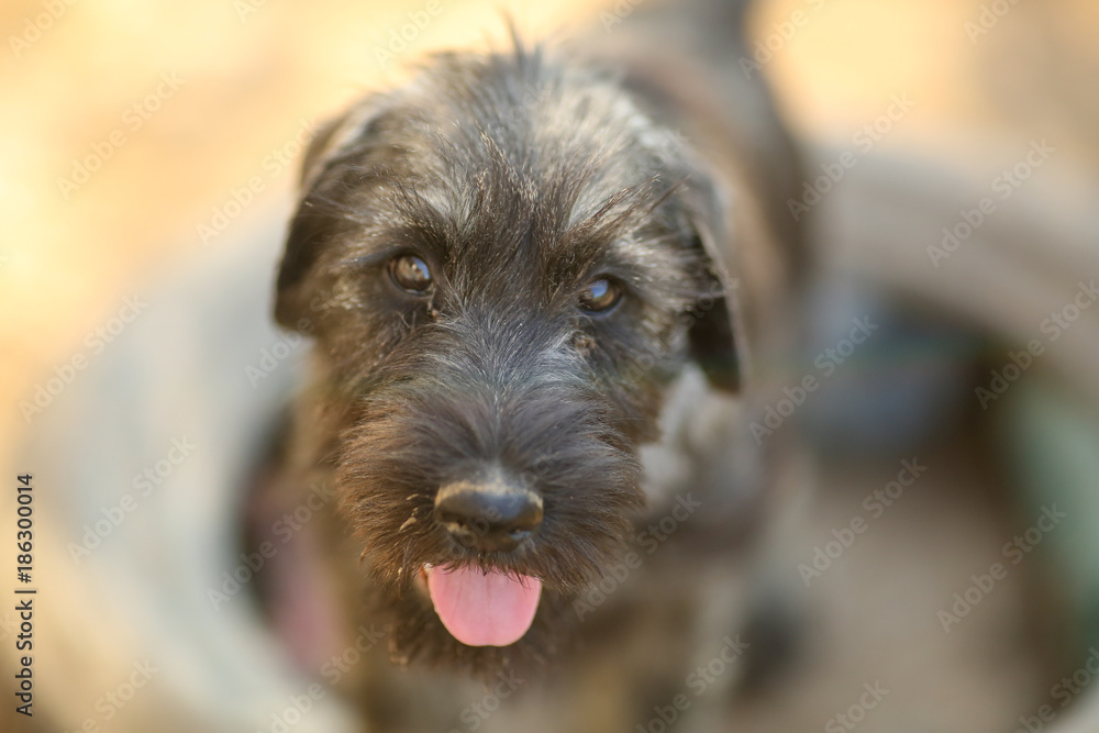 portrait of schnauzer puppy