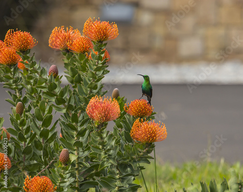 Orange Pinchusion protea in bloom, ( Leucospermum ), with Malachite bird looking to left.  South Africa photo