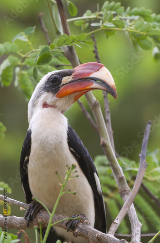 Von der Decken's Hornbill (Tockus deckeni) in Tsavo East national park, Kenya photo