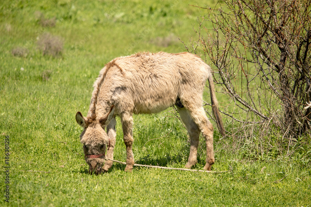 Donkey in the pasture in the spring Donkey in the pasture in the spring