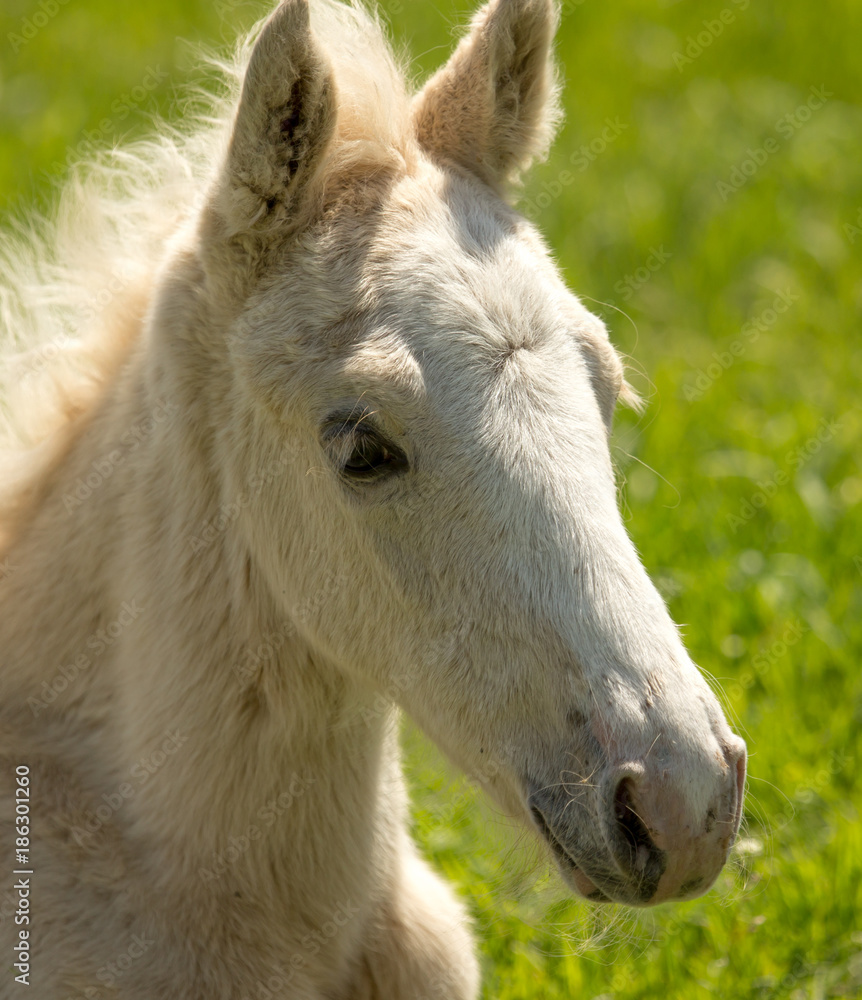 little horse lies on the green grass