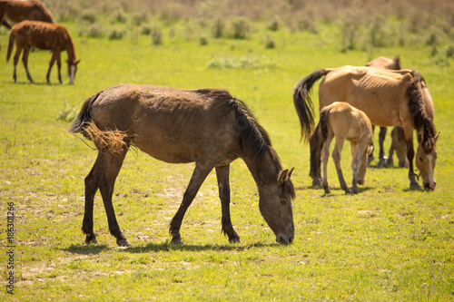 Horses in the pasture in the spring