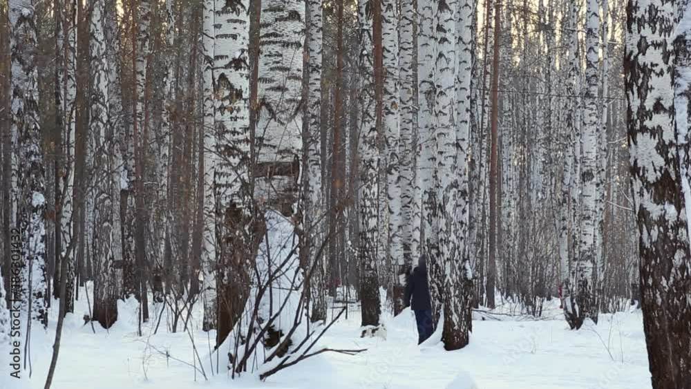 A couple walking with their dog thru birch grove A couple walking with their dog thru birch grove