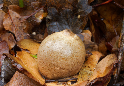 Fruiting body of Collared earthstar, growing in leaf litter