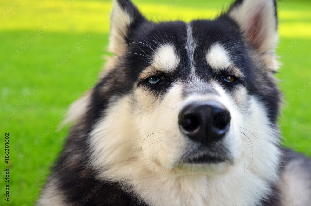 Close up of view of Siberian Husky with heterochromia (brown and blue eyes)