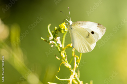 Butterfly on a yellow flower in the nature