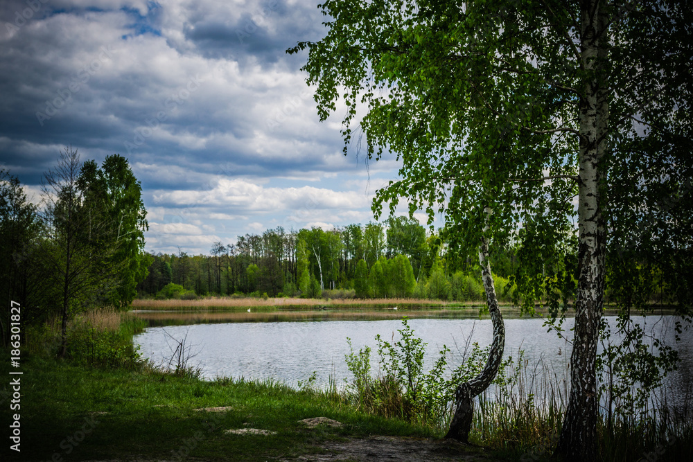 Obraz premium Beautiful lake in a green forest