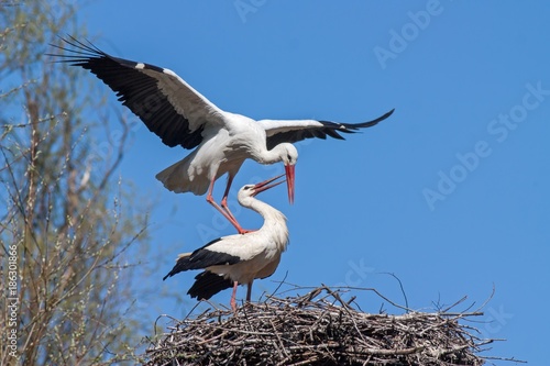 Mating white storks, ciconia ciconia. Wild animals copulating on nest with blue sky as background.
