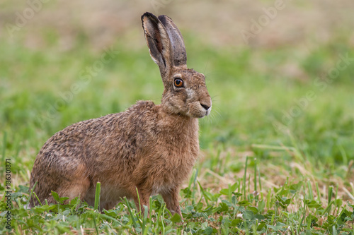 European brown hare, Lepus europaeus on meadow.