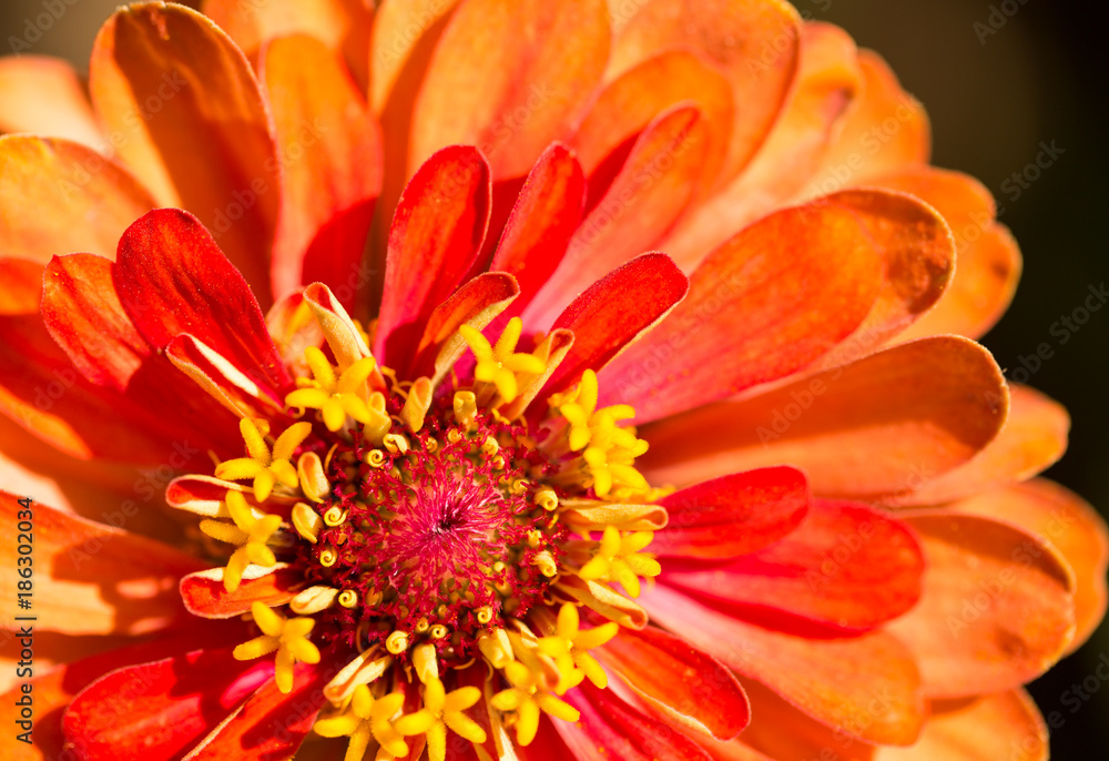 Red flower in a park