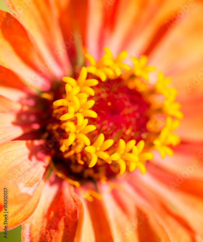 Red flower in a park