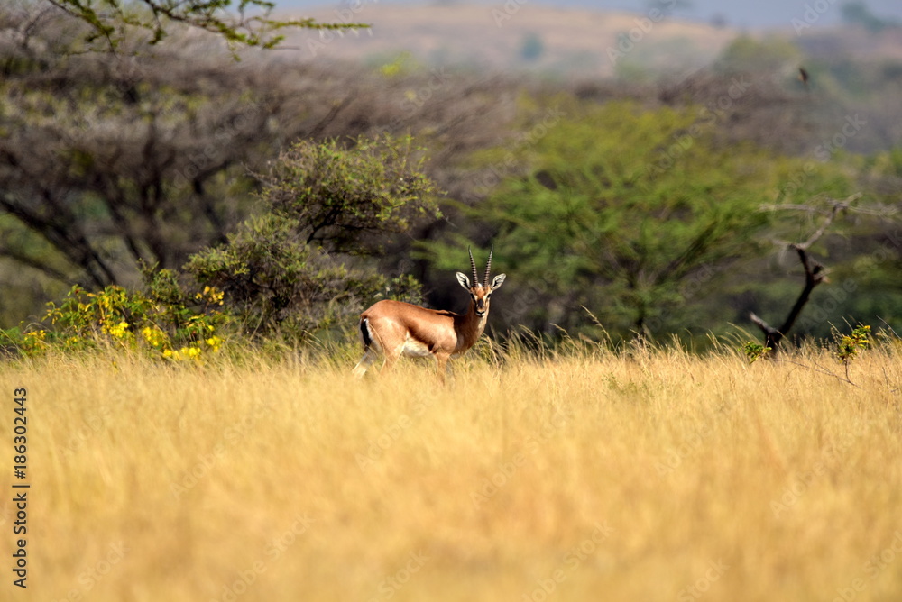 chinkara chinkara