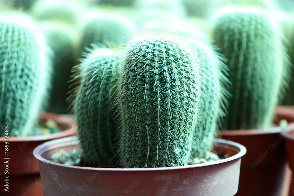 Mini Cactus grown in the brown pot. a succulent plant with a thick, fleshy  stem that typically bears spines, lacks leaves, and has brilliantly colored  flowers. especially as houseplants. Stock Photo