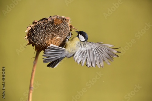 Parus major, Blue tit . A small bird sits on a sunflower plant and feeds sunflower seeds. Flight of the extended wing. Wildlife scenery, Slovakia, Europe.