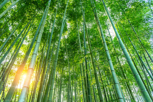 bamboo forest. Nature background.