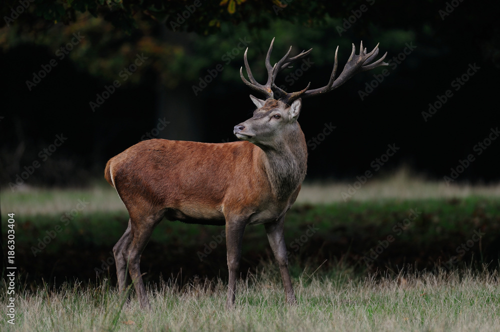 Fototapeta premium Rothirsch sichert, Rotwild Brunft, Herbst